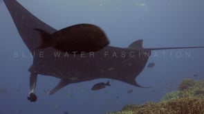1211_black manta ray swimming over coral reef