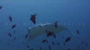 1997_manta ray and red-tooth triggerfish