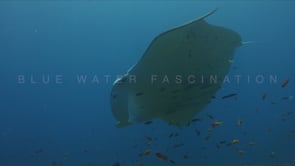 1799_manta ray with shark sucker swimming over coral reef