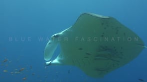 1800_manta ray with shark sucker