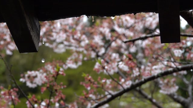 雨の日の桜スーパースローモーション(1):Super slow shot of cherry blossoms on a rainy day.