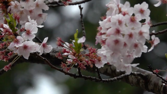雨の日の桜スーパースローモーション(2):Super slow shot of cherry blossoms on a rainy day.