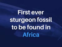 Newswise:Video Embedded first-ever-sturgeon-to-be-found-in-africa