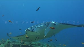 1801_manta ray passing close in front of camera