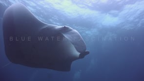 2051_manta ray and scuba diver