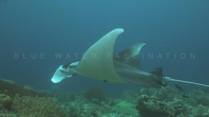 2063_manta ray and scuba divers