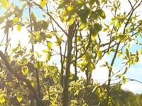 Iceland - Frozen Flowers - April Fools