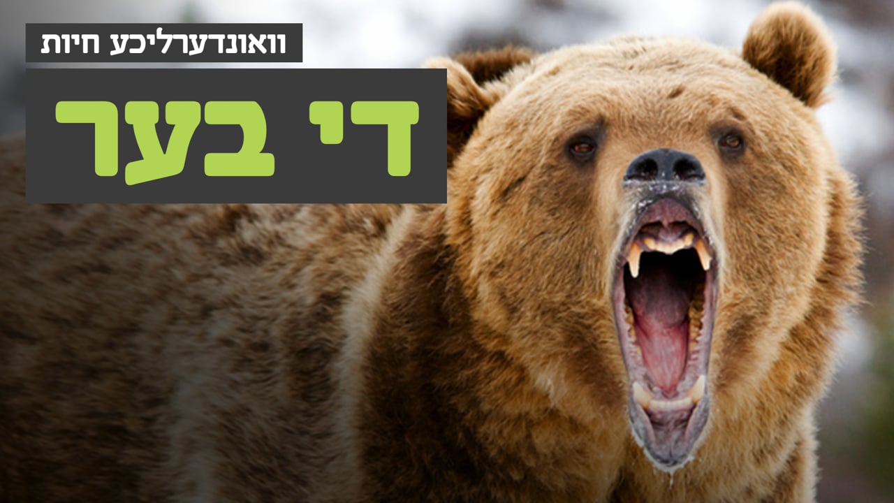 וואונערליכע חיות - די בער