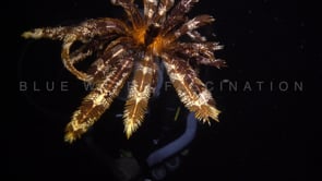 1409_swimming feather star female diver night