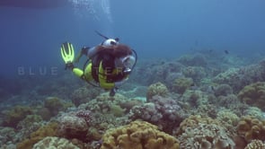 1415_female scuba diver leather corals