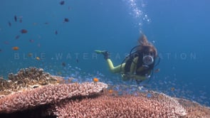 1419_female scuba diver table coral