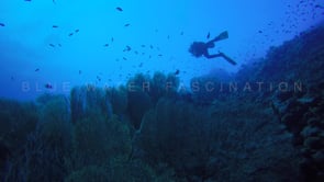 1493_reef silhouette with scuba diver