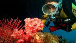 1133_female scuba diver red corals