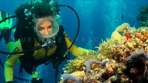 1137_female scuba diver anemonefishes