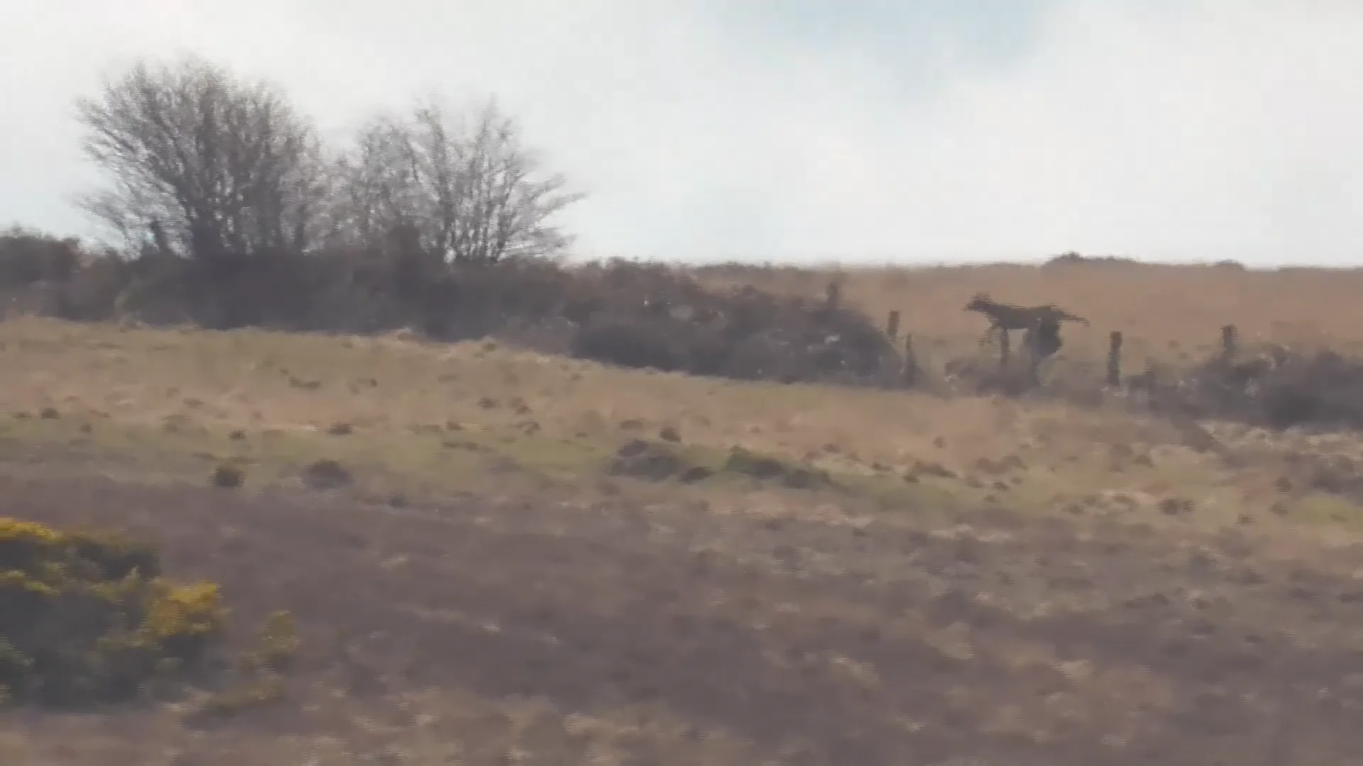 Devon & Somerset Staghounds hunting stags - 25th April '23 on Vimeo
