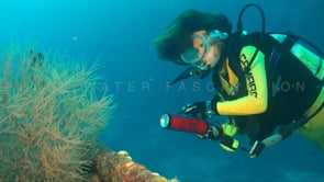1138_female scuba diver black coral