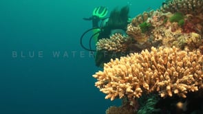 1136_female scuba diver small table coral