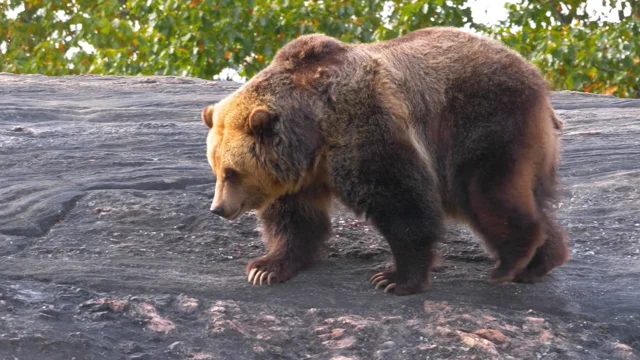 Grizzly Bears at the Central Park Zoo