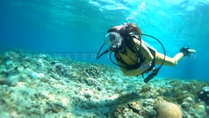 1254_female scuba diver swimming over shallow coral reef