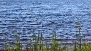 NLC Pond Quality Research