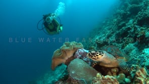 1258_female scuba diver swimming towards sea turtle