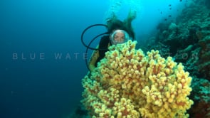 1260_female scuba diver looking at yellow soft coral