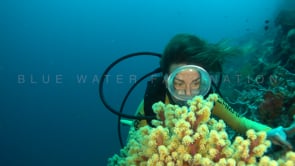 1261_female scuba diver close up looking at yellow soft coral