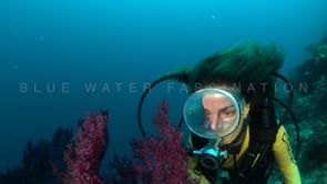 1259_female scuba diver looking at red sea fan