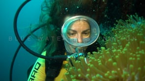 1266_female scuba diver with pink skunk anemone fish close up