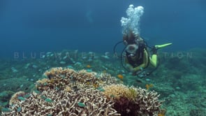 1311_female scuba diver coral block