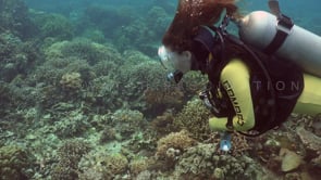 1312_female scuba diver over coral reef