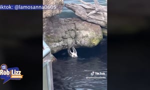 Otter Smashes Phone
