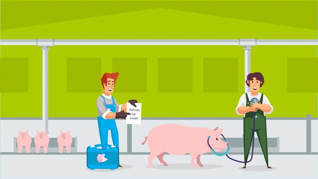 Healty Pig  -  Kanters