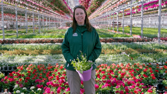 A Behind-the-Scenes look at Casa Verde Greenhouse 2023