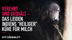 Verehrt und gequält – Das Leiden Indiens „heiliger“ Kühe für Milch und Leder
