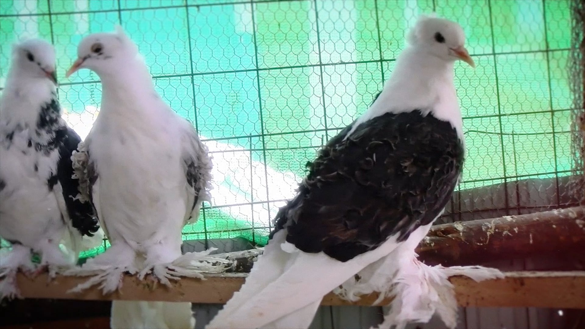 Family Feature – 30/04/2023 (Aviculture)