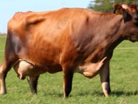 Lote 34