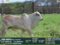 Lote 65