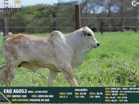 Lote 65