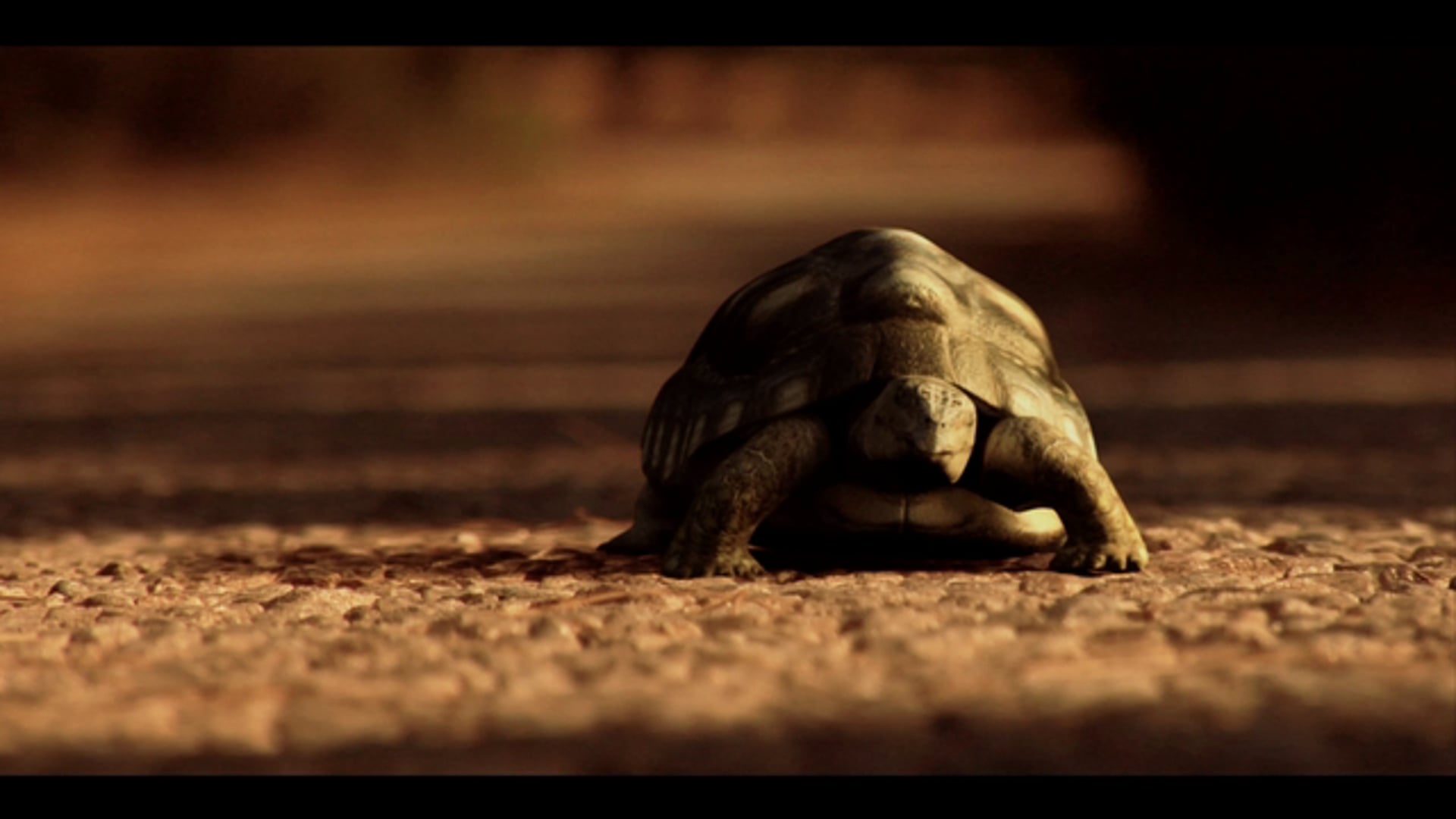 A Tortoise and Rabbit Story