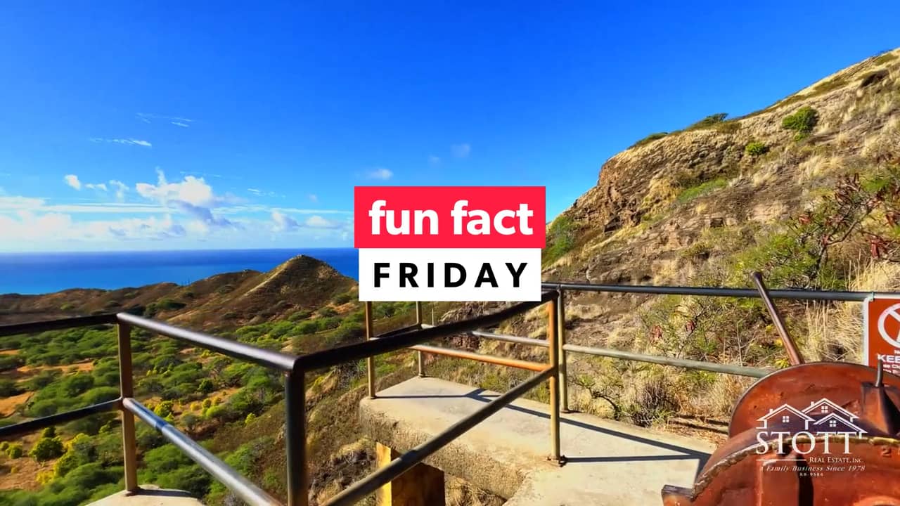 Fun Fact Friday Box jellyfish Stott Real Estate, Inc. on Vimeo