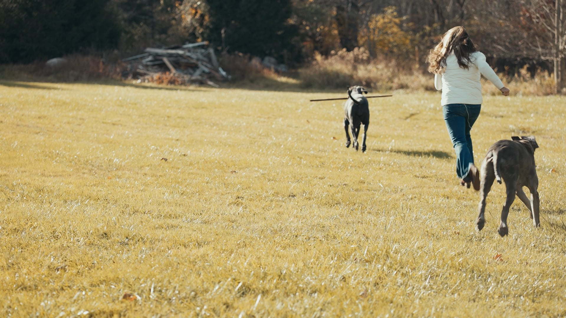 Hollywood Hounds