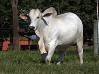 Lote 01