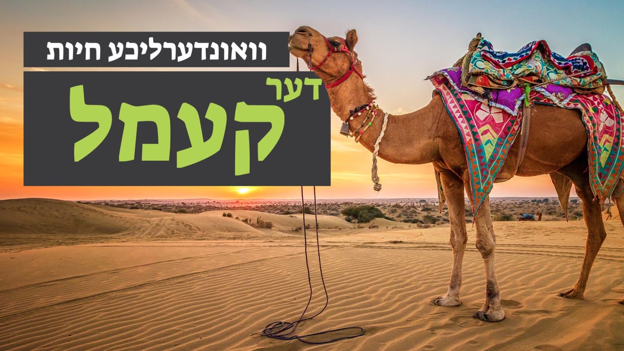 וואונערליכע חיות - די קעמל