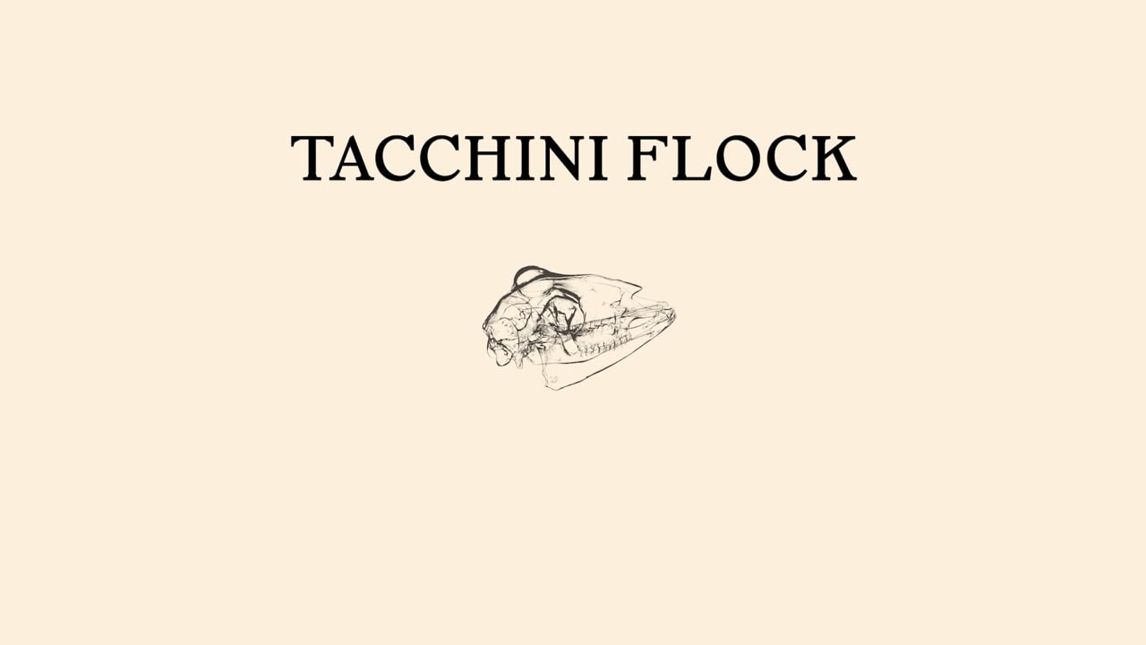 Formafantasma Tacchini Flock - C41 - Tacchini