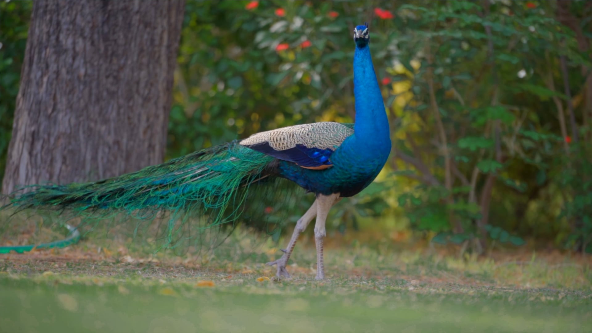 Bal Samand Lake Palace, Jodhpur - Teaser