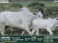 Lote 30