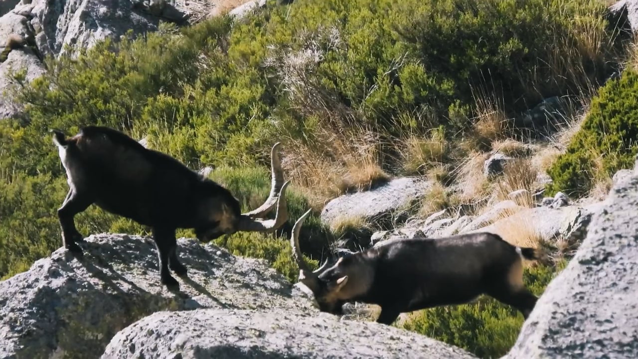 Ibex giving it horns