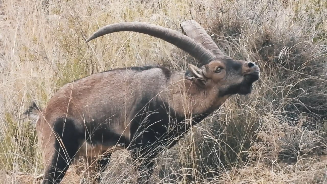 Ibex smelling