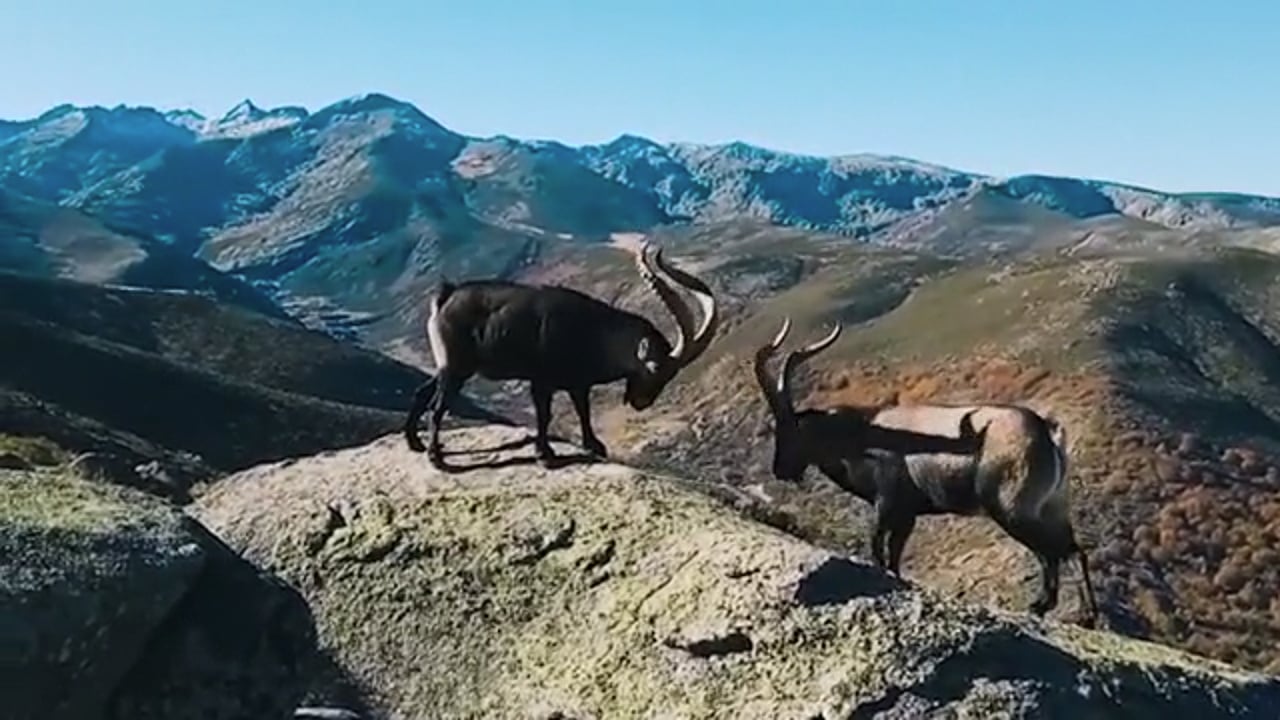 Sparring Ibex